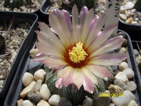 ASTROPHYTUM SP.