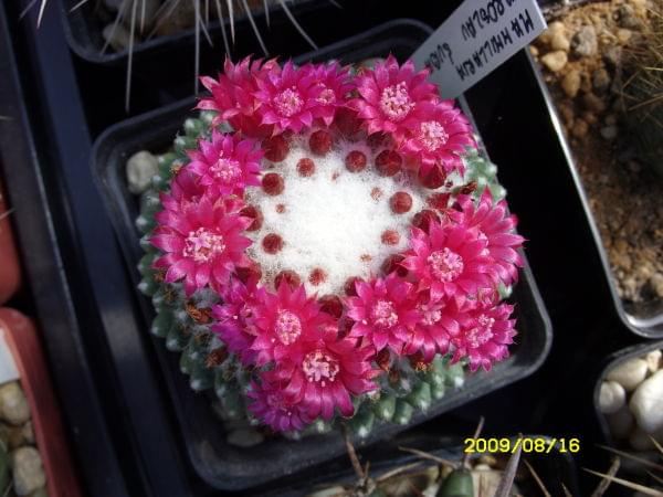 MAMMILLARIA SP. JAROSLAV ŚUBA