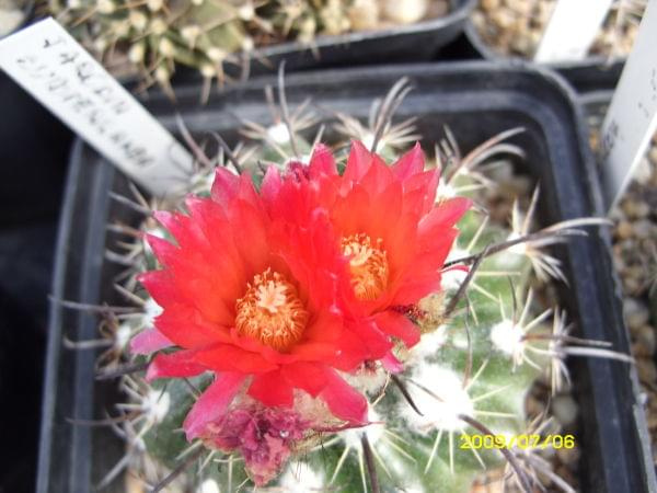 PARODIA SUBTERRANEA