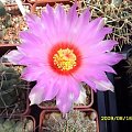 THELOCACTUS BICOLOR