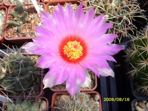 THELOCACTUS BICOLOR