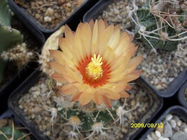 ASTROPHYTUM SP.