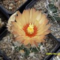 ASTROPHYTUM SP.