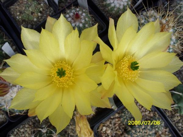 ECHINOCEREUS SUBINERNIS