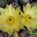 ECHINOCEREUS SUBINERNIS