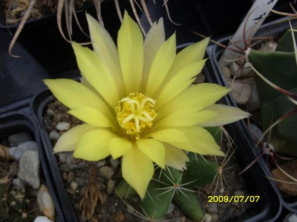 MAMMILLARIA