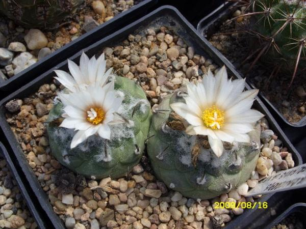 TURBINICARPUS LOPHOPHOROIDES LAS TABLAS