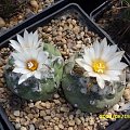 TURBINICARPUS LOPHOPHOROIDES LAS TABLAS