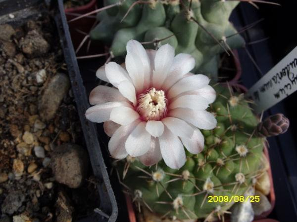 GYMNOCALYCIUM BODENEBENDERIANUM DE ULAPES LA RIOJA