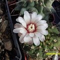 GYMNOCALYCIUM BODENEBENDERIANUM DE ULAPES LA RIOJA