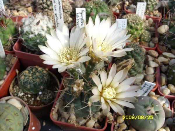 GYMNOCALYCIUM