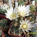 GYMNOCALYCIUM