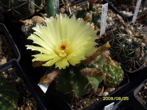 NOTOCACTUS OTTONIS