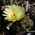 NOTOCACTUS OTTONIS