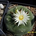 LOPHOPHORA