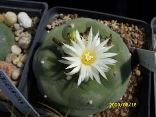 LOPHOPHORA