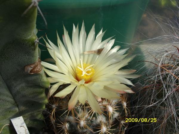 CORYPHANTHA ?