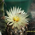 CORYPHANTHA ?