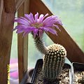 ECHINOCEREUS