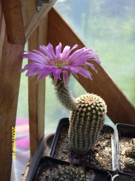 ECHINOCEREUS