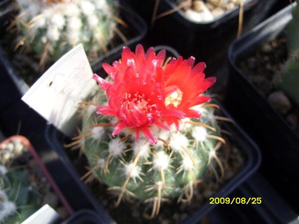 PARODIA SCHWEBSIANA