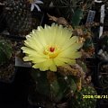 NOTOCACTUS OTTONIS