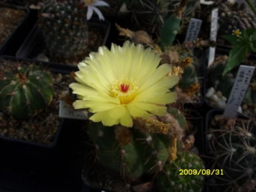 NOTOCACTUS OTTONIS