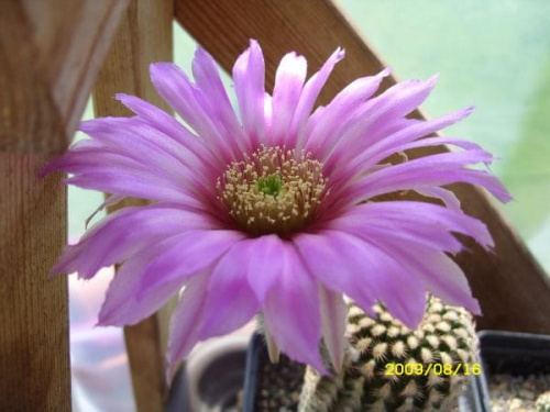 ECHINOCEREUS