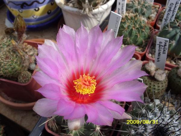 THELOCACTUS BICOLOR