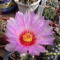 THELOCACTUS BICOLOR