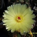 NOTOCACTUS OTTONIS