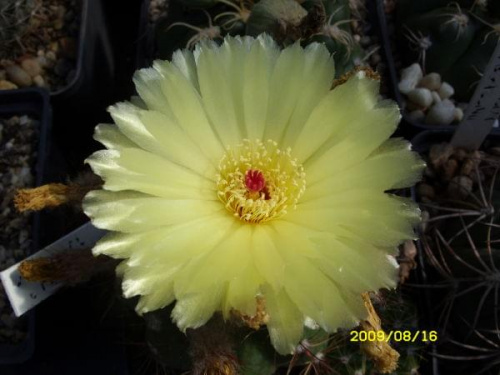 NOTOCACTUS OTTONIS