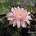 GYMNOCALYCIUM SCHILIZNZKIANUM