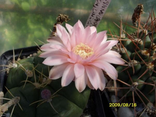 GYMNOCALYCIUM SCHILIZNZKIANUM