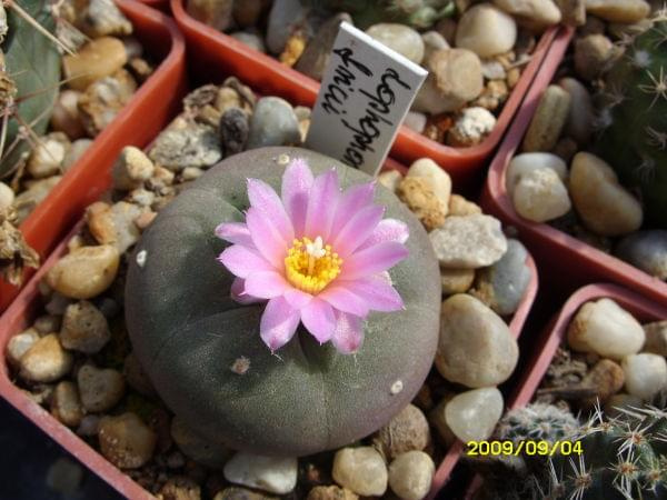 LOPHOPHORA FRICI