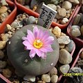 LOPHOPHORA FRICI