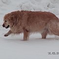 Chociaż to nie piaski pustyni ale moja lwica wali do przodu