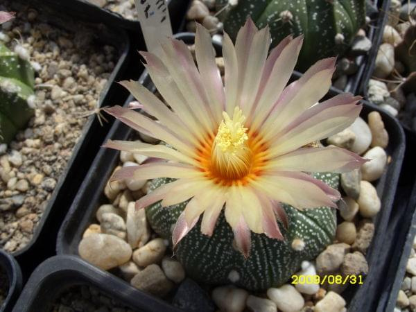 ASTROPHYTUM