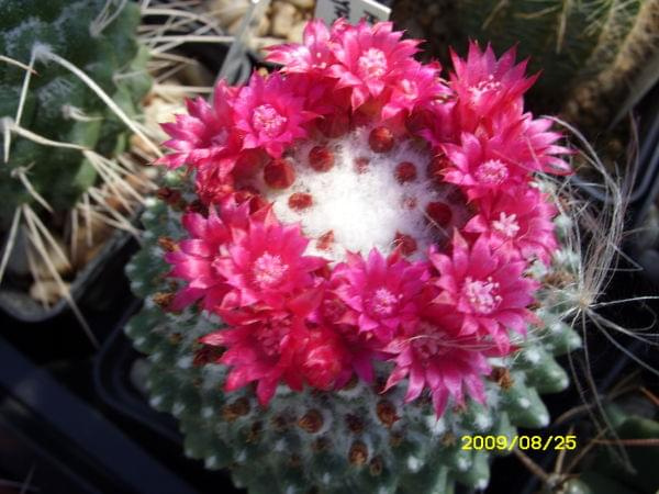 MAMMILLARIA SP. JAROSLAV ŚUBA