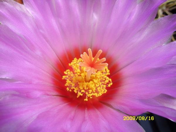 THELOCACTUS BICOLOR