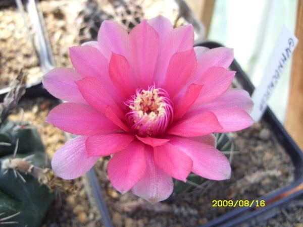 GYMNOCALYCIUM SP.