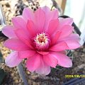 GYMNOCALYCIUM SP.