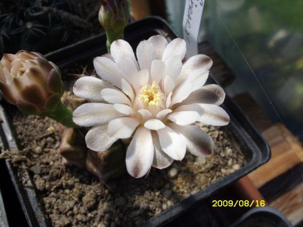 GYMNOCALYCIUM GERARDII