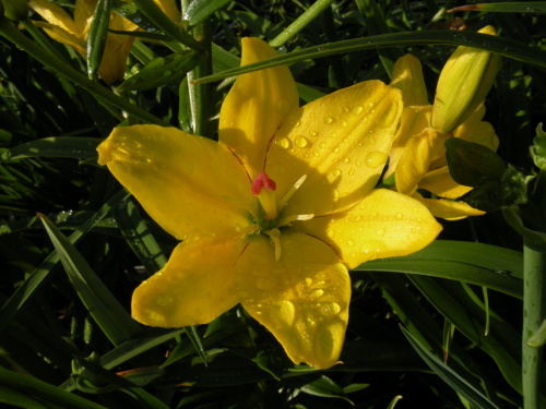 Lilium 'Yellow Cocotte