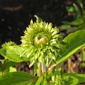 Echinacea