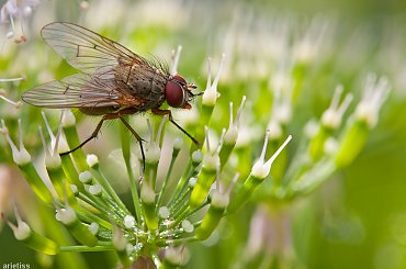 Musia... #arietiss #makro #mucha #owady