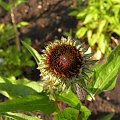 Echinacea