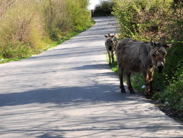 albanskie #Albania