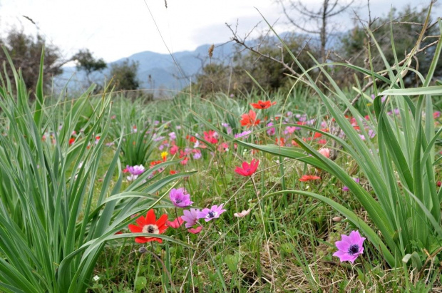 albanskie #Albania