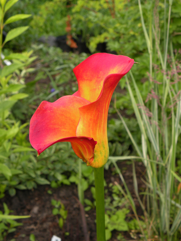 Zantedeschia Selina/Flame ?